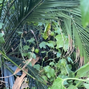 Passiflora herbertiana subsp. herbertiana at Long Beach, NSW - 11 Jan 2023