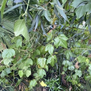 Passiflora herbertiana subsp. herbertiana at Long Beach, NSW - 11 Jan 2023 04:24 PM