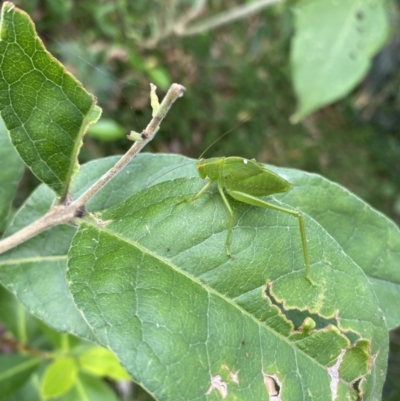 Caedicia simplex (Common Garden Katydid) at Long Beach, NSW - 11 Jan 2023 by natureguy