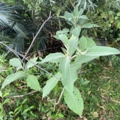 Solanum mauritianum (Wild Tobacco Tree) at Long Beach, NSW - 11 Jan 2023 by natureguy