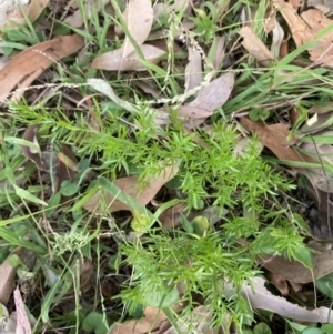 Asparagus aethiopicus at Long Beach, NSW - 11 Jan 2023 04:22 PM