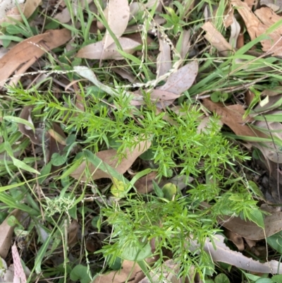 Asparagus aethiopicus (Ground Asparagus) at Long Beach, NSW - 11 Jan 2023 by natureguy