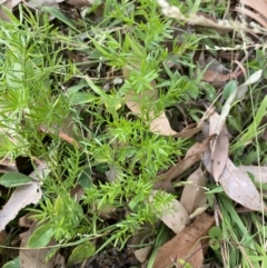 Asparagus aethiopicus at Long Beach, NSW - 11 Jan 2023