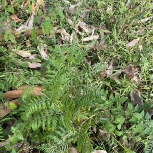 Pteridium esculentum at Long Beach, NSW - 11 Jan 2023