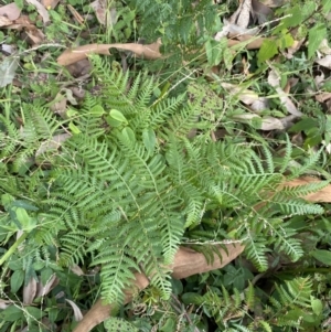 Pteridium esculentum at Long Beach, NSW - 11 Jan 2023 04:21 PM