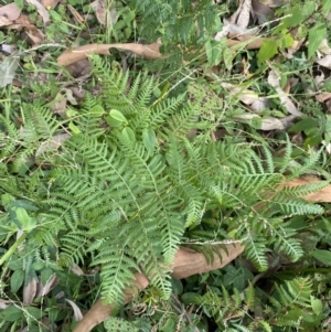 Pteridium esculentum at Long Beach, NSW - 11 Jan 2023