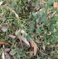 Sida rhombifolia (Paddy's Lucerne, Arrow-leaf Sida) at Long Beach, NSW - 11 Jan 2023 by natureguy