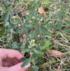 Sida rhombifolia at Long Beach, NSW - 11 Jan 2023 04:20 PM