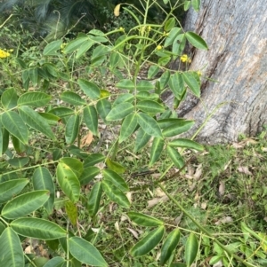 Senna septemtrionalis at Long Beach, NSW - 11 Jan 2023 04:19 PM