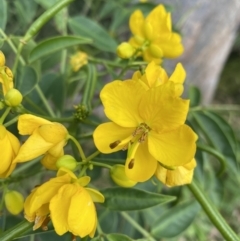 Senna septemtrionalis at Long Beach, NSW - 11 Jan 2023 04:19 PM