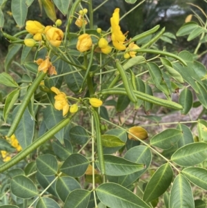 Senna septemtrionalis at Long Beach, NSW - 11 Jan 2023 04:19 PM