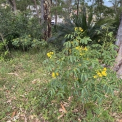 Senna septemtrionalis at Long Beach, NSW - 11 Jan 2023 04:19 PM