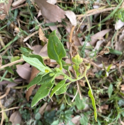 Tetragonia tetragonoides (Native Spinach, New Zealand Spinach) at Long Beach, NSW - 11 Jan 2023 by natureguy