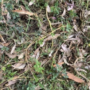 Tetragonia tetragonoides at Long Beach, NSW - 11 Jan 2023