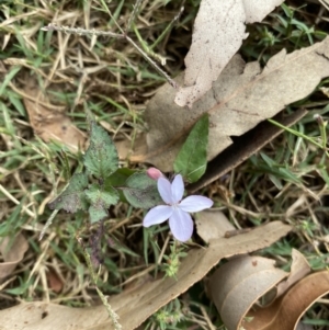 Pseuderanthemum variabile at Long Beach, NSW - 11 Jan 2023 04:17 PM