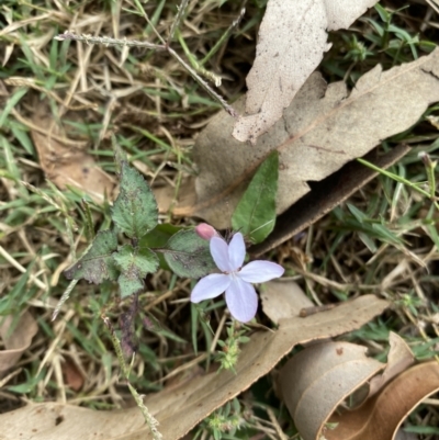 Pseuderanthemum variabile (Pastel Flower) at Long Beach, NSW - 11 Jan 2023 by natureguy