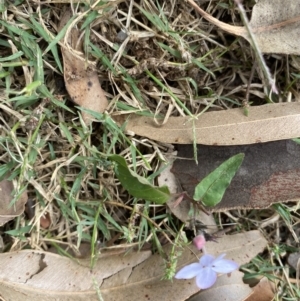 Pseuderanthemum variabile at Long Beach, NSW - 11 Jan 2023 04:17 PM