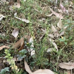 Lepidium africanum (Common Peppercress) at Long Beach, NSW - 11 Jan 2023 by natureguy