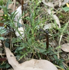 Lepidium africanum at Long Beach, NSW - 11 Jan 2023