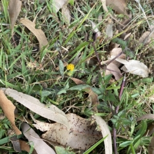 Bidens pilosa at Long Beach, NSW - 11 Jan 2023 04:15 PM