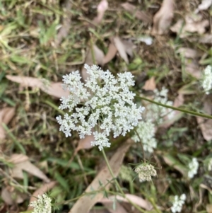 Daucus carota at Long Beach, NSW - 11 Jan 2023