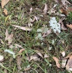 Daucus carota at Long Beach, NSW - 11 Jan 2023