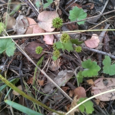 Hydrocotyle laxiflora (Stinking Pennywort) at Cooma North Ridge Reserve - 12 Jan 2023 by mahargiani