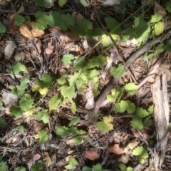 Hydrocotyle laxiflora at Cooma, NSW - 12 Jan 2023