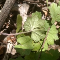 Hydrocotyle laxiflora at Cooma, NSW - 12 Jan 2023