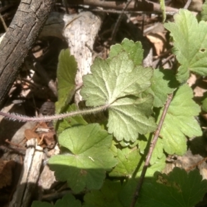 Hydrocotyle laxiflora at Cooma, NSW - 12 Jan 2023