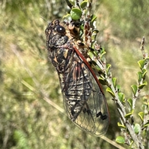 Diemeniana euronotiana at Jagungal Wilderness, NSW - 10 Jan 2023