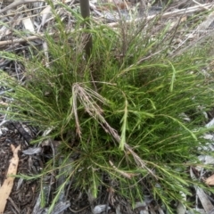 Coleonema pulchellum (Diosma) at Cooma, NSW - 12 Jan 2023 by mahargiani
