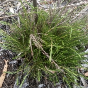 Coleonema pulchellum at Cooma, NSW - 12 Jan 2023 02:31 PM