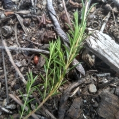 Coleonema pulchellum at Cooma, NSW - 12 Jan 2023