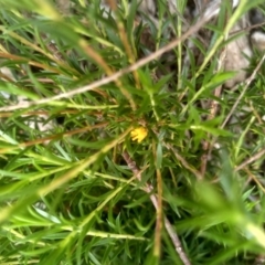 Coleonema pulchellum at Cooma, NSW - 12 Jan 2023