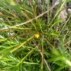 Coleonema pulchellum at Cooma, NSW - 12 Jan 2023