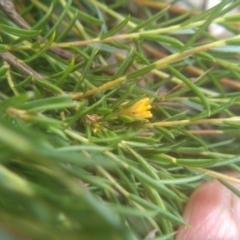 Coleonema pulchellum at Cooma, NSW - 12 Jan 2023 02:31 PM