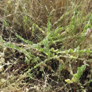 Kickxia elatine subsp. crinita at Molonglo Valley, ACT - 11 Jan 2023