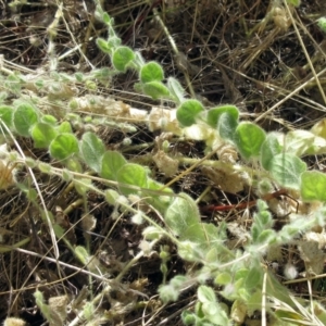 Kickxia elatine subsp. crinita at Molonglo Valley, ACT - 11 Jan 2023