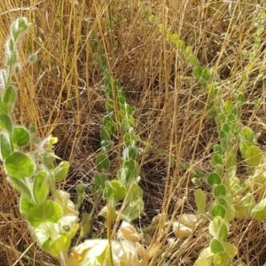 Kickxia elatine subsp. crinita at Molonglo Valley, ACT - 11 Jan 2023