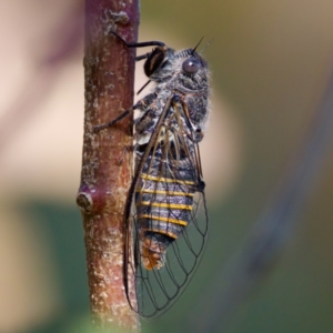 Atrapsalta furcilla at Forde, ACT - 10 Jan 2023