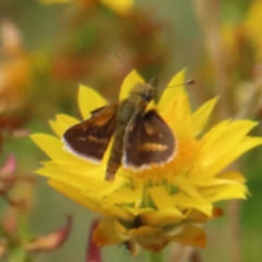 Taractrocera papyria (White-banded Grass-dart) at Kambah, ACT - 12 Jan 2023 by MatthewFrawley