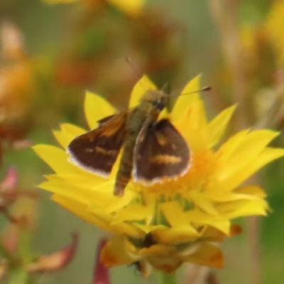 Taractrocera papyria (White-banded Grass-dart) at Kambah, ACT - 12 Jan 2023 by MatthewFrawley