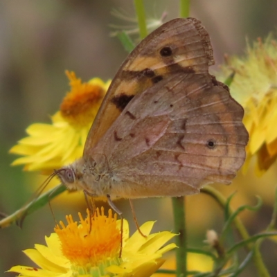 Heteronympha merope (Common Brown Butterfly) at Mount Taylor - 12 Jan 2023 by MatthewFrawley
