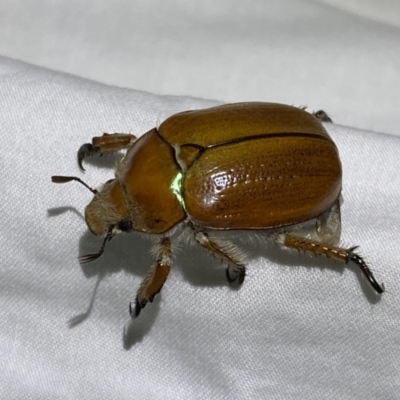 Anoplognathus hirsutus (Hirsute Christmas beetle) at Numeralla, NSW - 31 Dec 2022 by SteveBorkowskis
