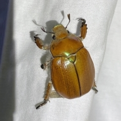 Anoplognathus hirsutus at Numeralla, NSW - suppressed