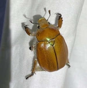 Anoplognathus hirsutus at Numeralla, NSW - suppressed