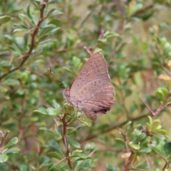 Paralucia pyrodiscus (Fiery Copper) at Mount Taylor - 12 Jan 2023 by MatthewFrawley