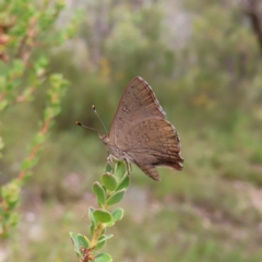 Paralucia pyrodiscus at Kambah, ACT - suppressed