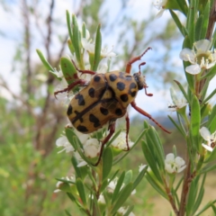 Neorrhina punctata (Spotted flower chafer) at Mount Taylor - 12 Jan 2023 by MatthewFrawley